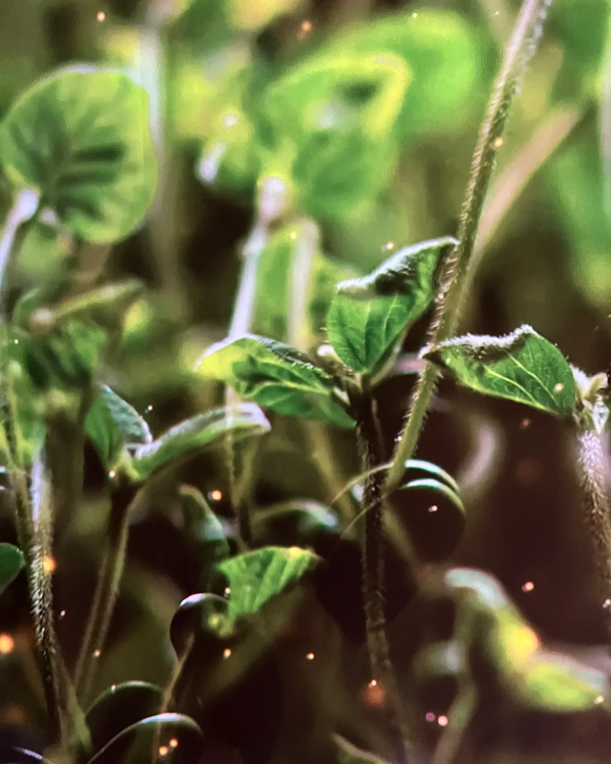 Chef preparing seasonal ingredients with focused knife craft